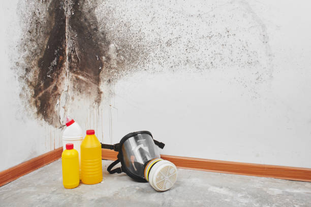 Best Mold Removal Near Me  in North Fork, CA