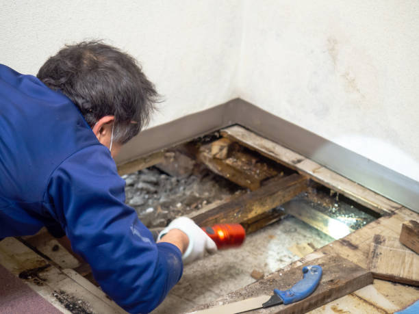 Best Certified Mold Removal  in North Fork, CA