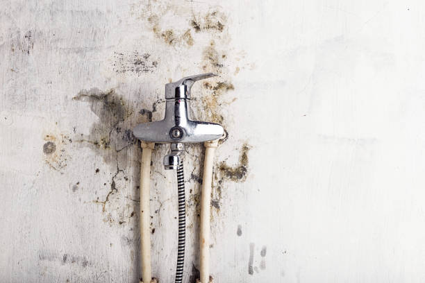 Best Same-Day Mold Removal  in North Fork, CA