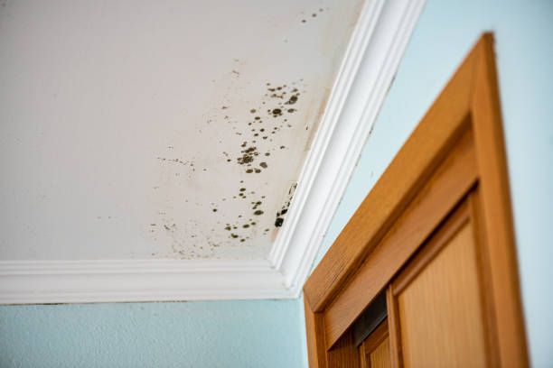 Best Black Mold Removal  in North Fork, CA