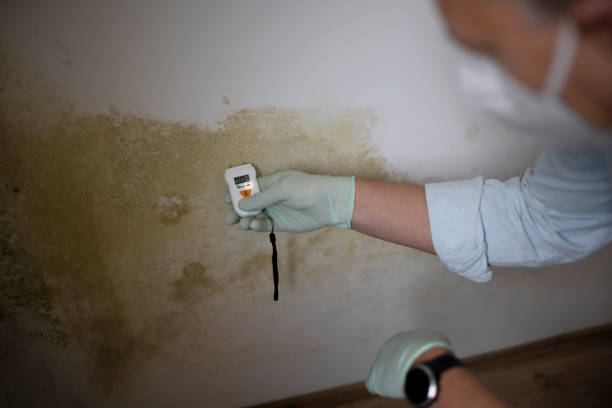North Fork, CA Mold Removal Company