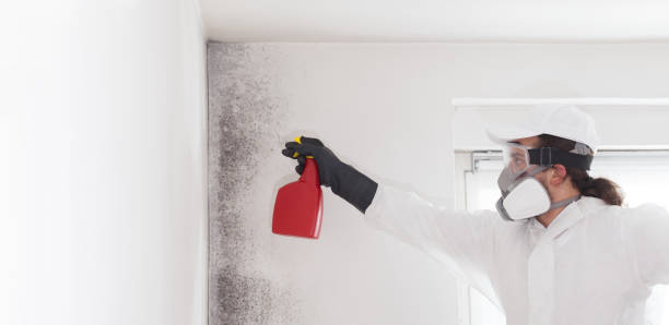 Best Mold Cleaning Services  in North Fork, CA