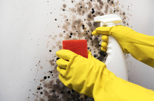 Best Mold Remediation Experts  in North Fork, CA