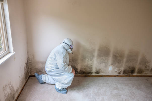 Best Affordable Mold Removal  in North Fork, CA