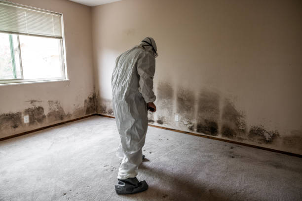 Mold Removal Process in North Fork, CA