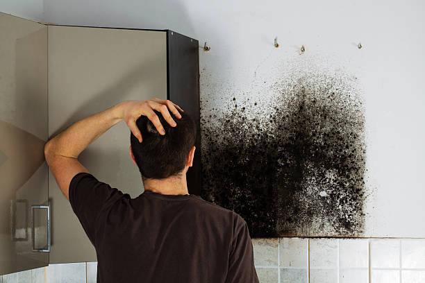 Best Professional Mold Removal  in North Fork, CA