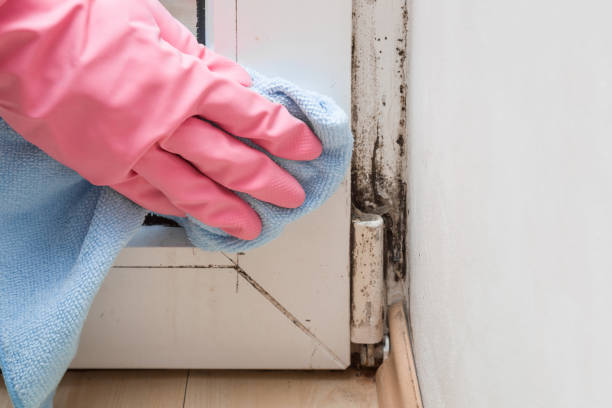 Best Toxic Mold Removal  in North Fork, CA